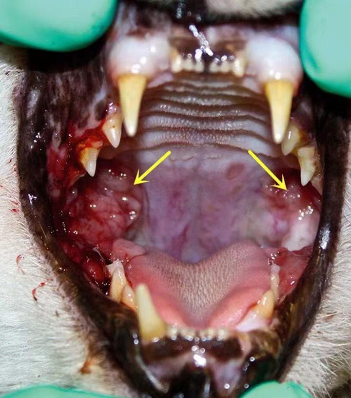 猫咪口炎能带它出去遛会吗? - 知乎