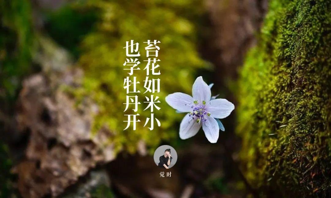 苔花如米小也学牡丹开觉时