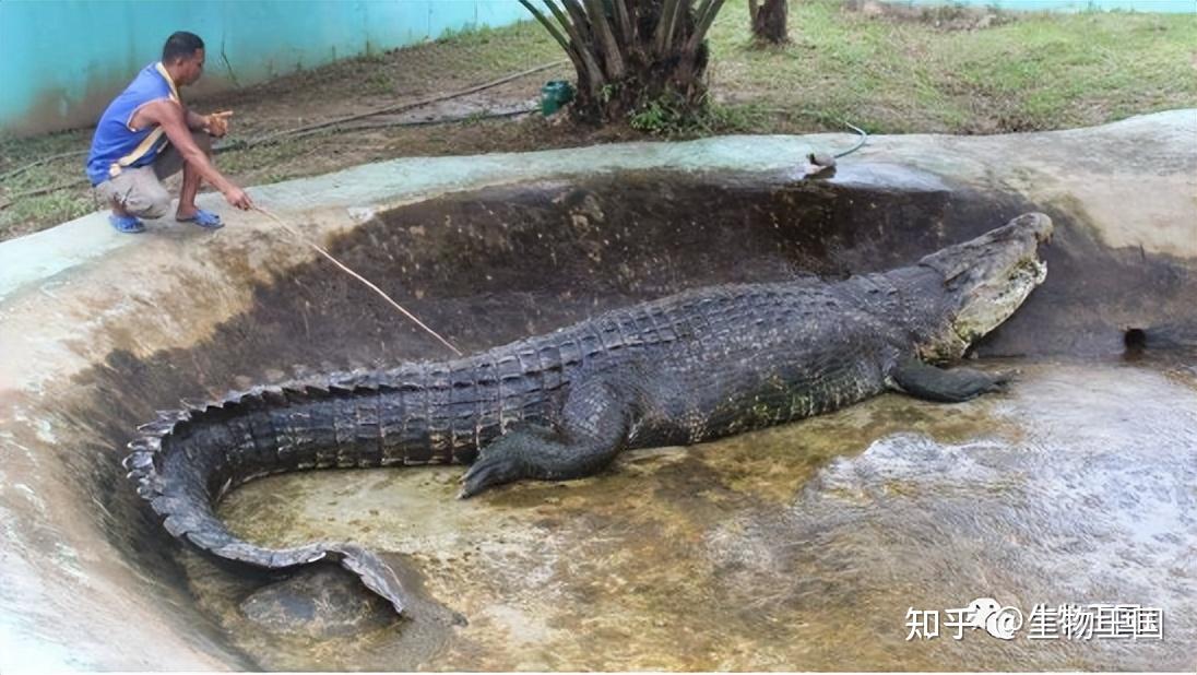 如果湾鳄和大白鲨狭路相逢发生争斗,谁能笑到最后?