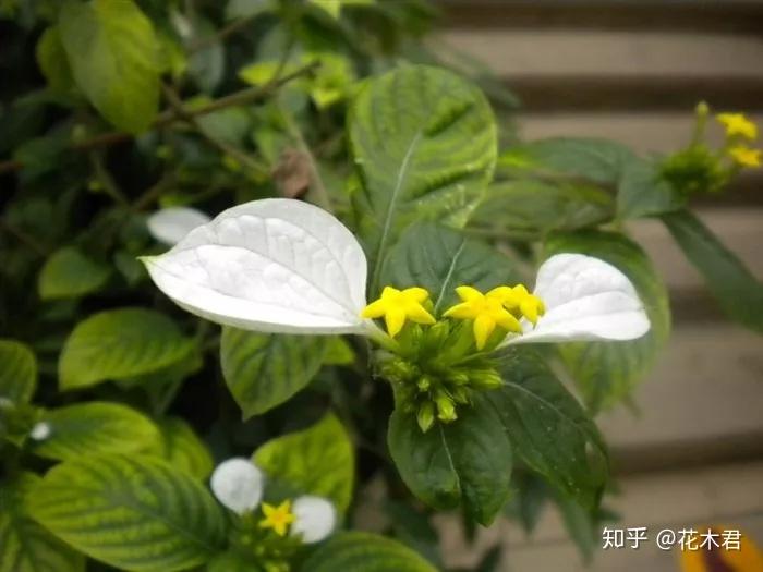 国家Ⅰ级保护濒危珍稀物种异形玉叶金花