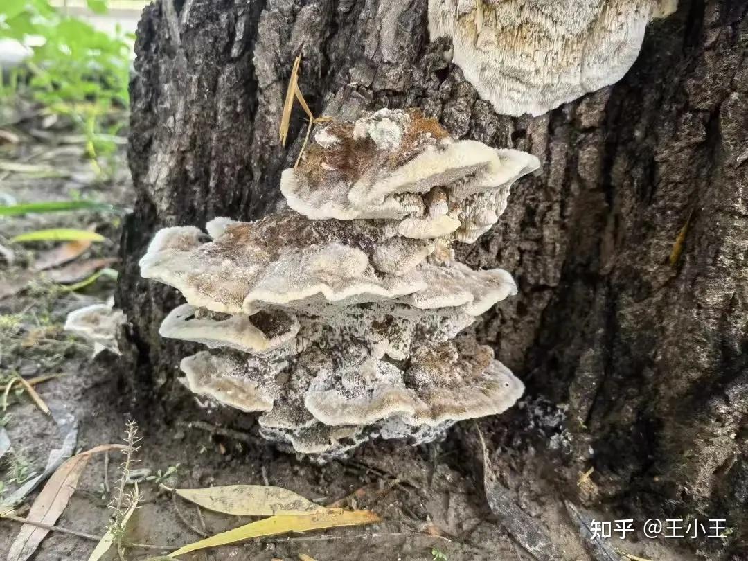 请问这种长在杨树树桩的真菌是什么菌?
