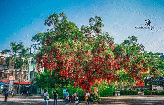 越秀公园非常的大,我当时还在里面的许愿树下求了姻缘,嘿嘿,看到满树