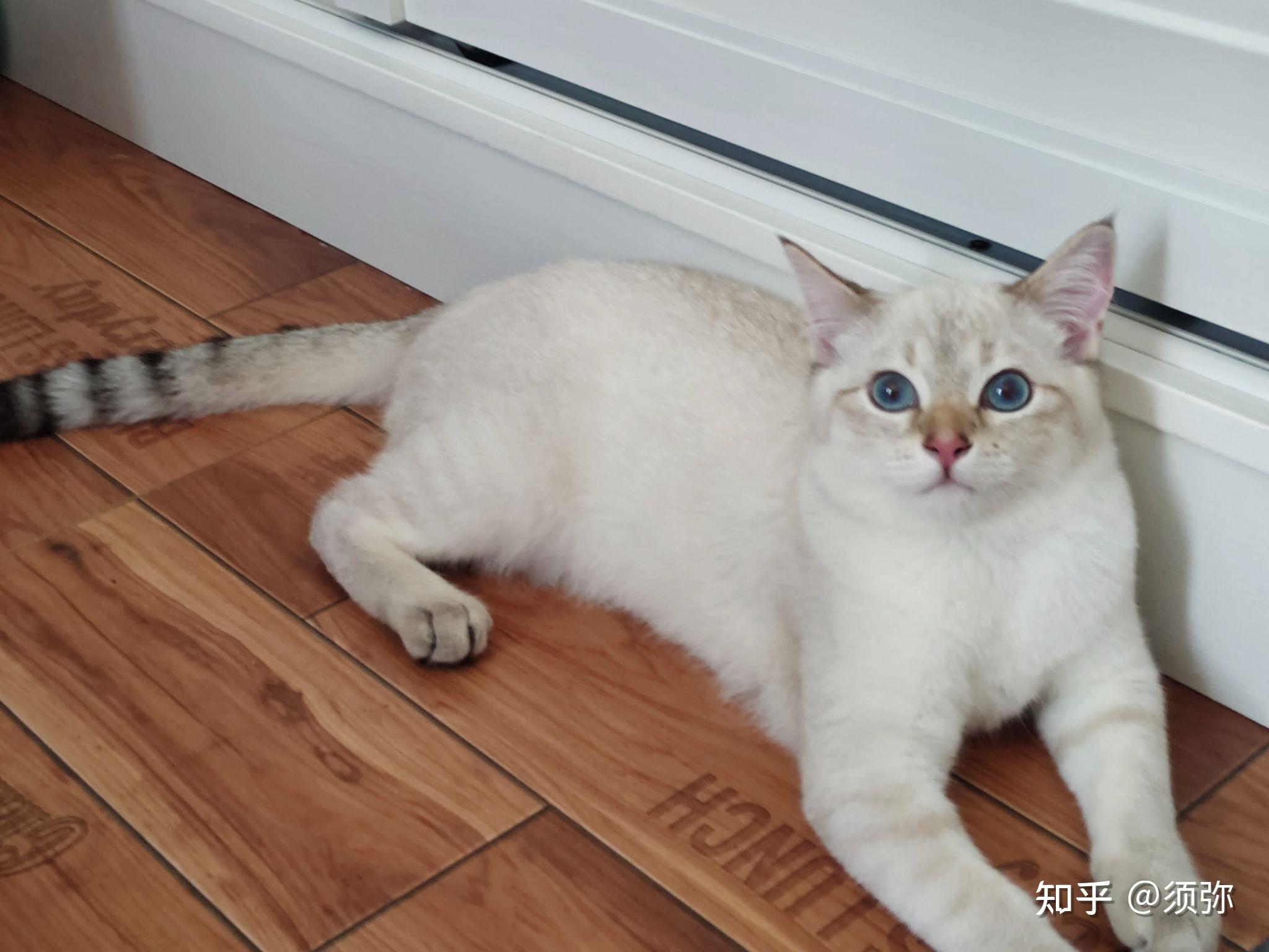 朋友买了一只金点猫现在不是很好看,有没有养了金点的朋友呢,可以看看