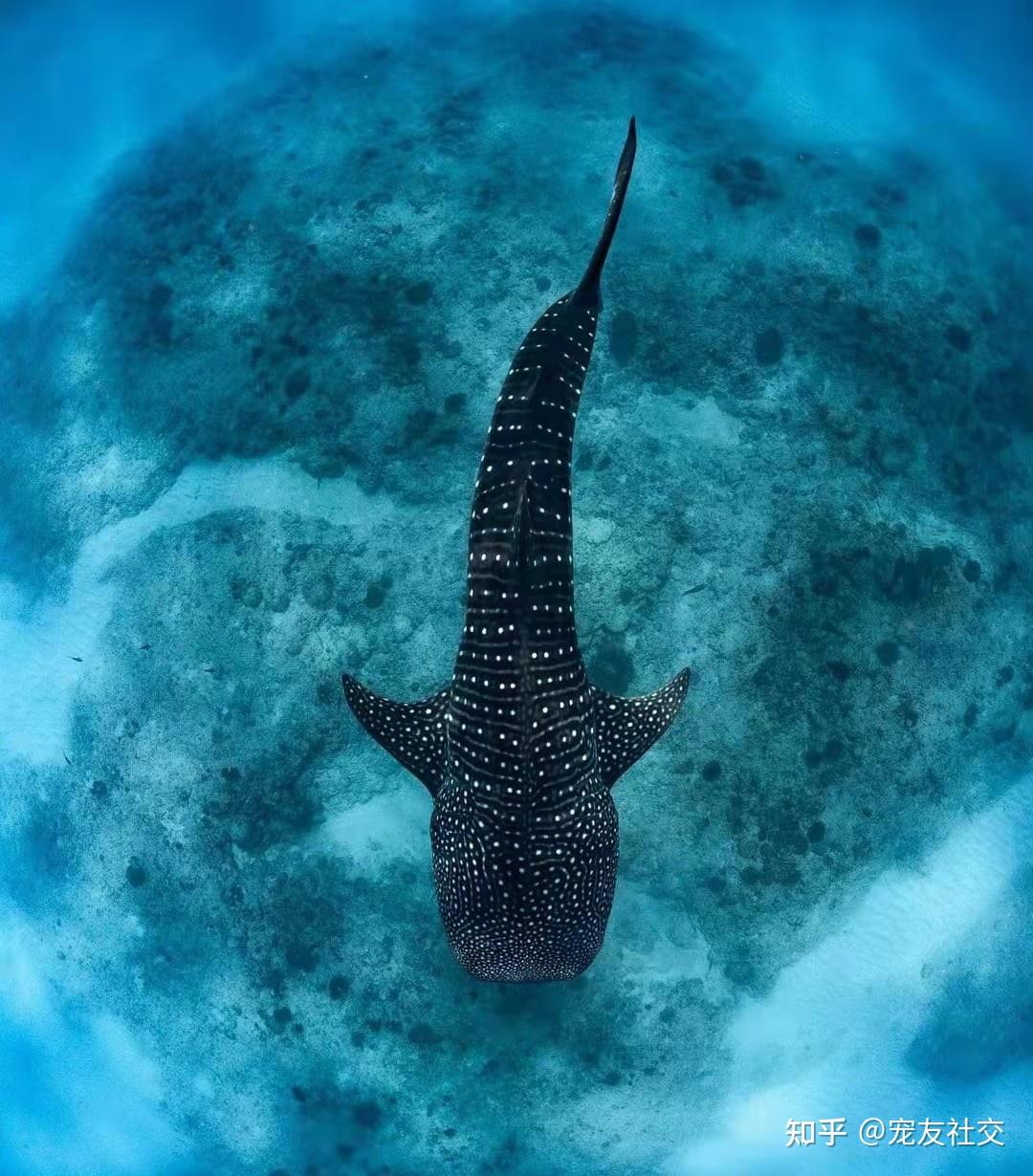 宠友社交鲸鲨whaleshark