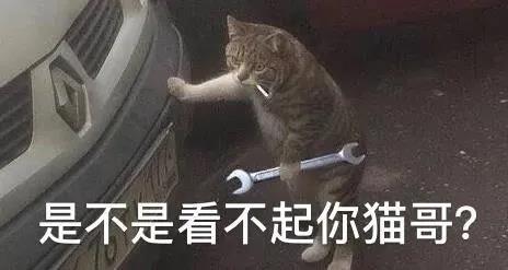 猫到底知不知道自己是猫啊