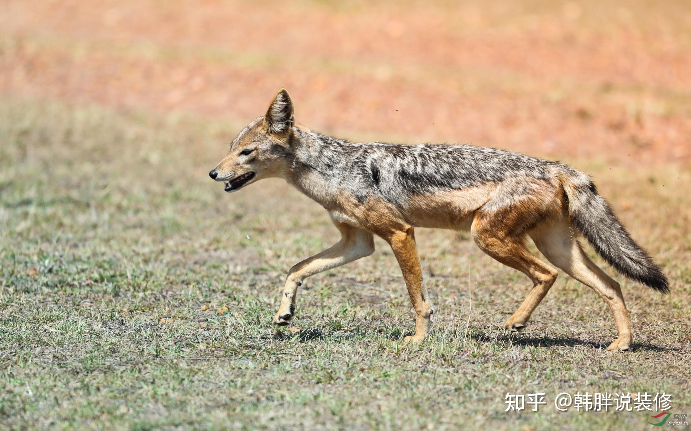 俗话说"宁惹黄大仙,莫惹红毛狗",啥是红毛狗?有何可怕之处? - 知乎
