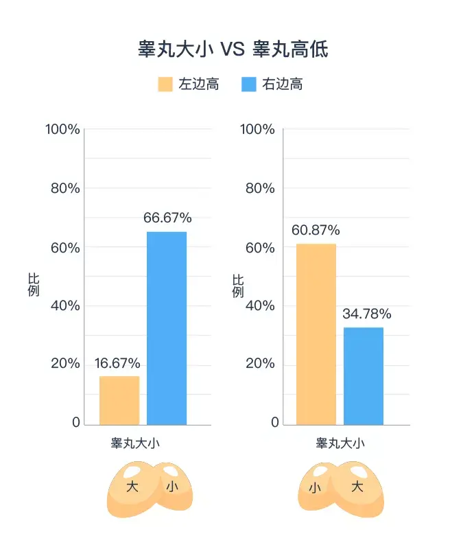 研究丨为什么睾丸左右高低各不同附中国男性生殖健康图鉴