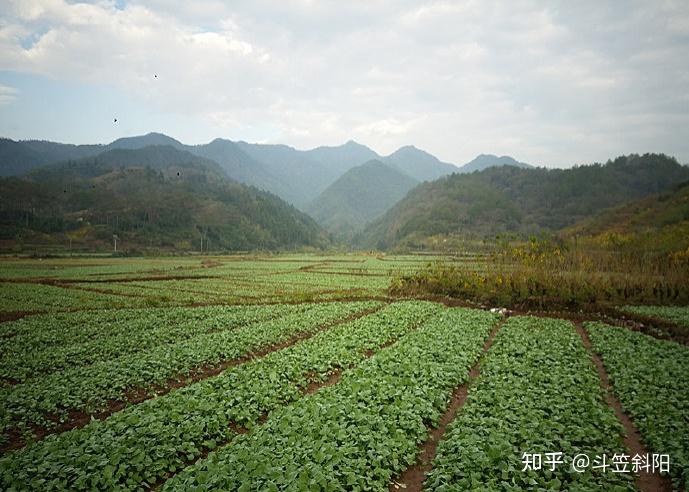 鸿飞村图片