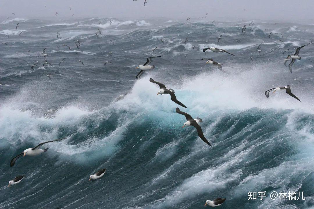 01 1/3的黑背信天翁是雌性合作孵化养育后代