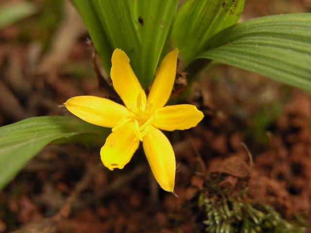 山中植物,被称为"南方人参",农村也不多见了,请善待 - 知乎