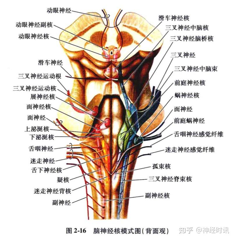 腦幹生理解剖病損定位人手一冊