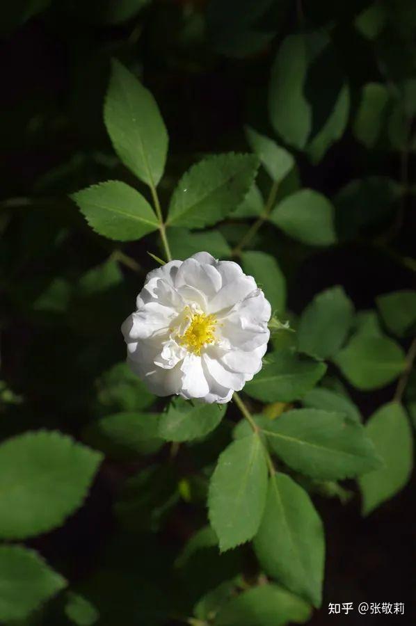 生态客自然观察【分科识花图鉴】32 蔷薇科 b 蔷薇亚科(下) - 知乎