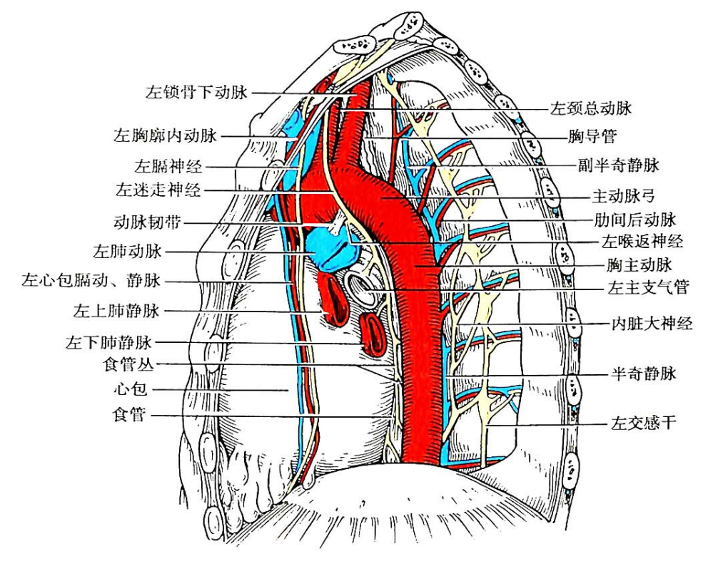 局部解剖学——胸部(纵隔概述) - 知乎