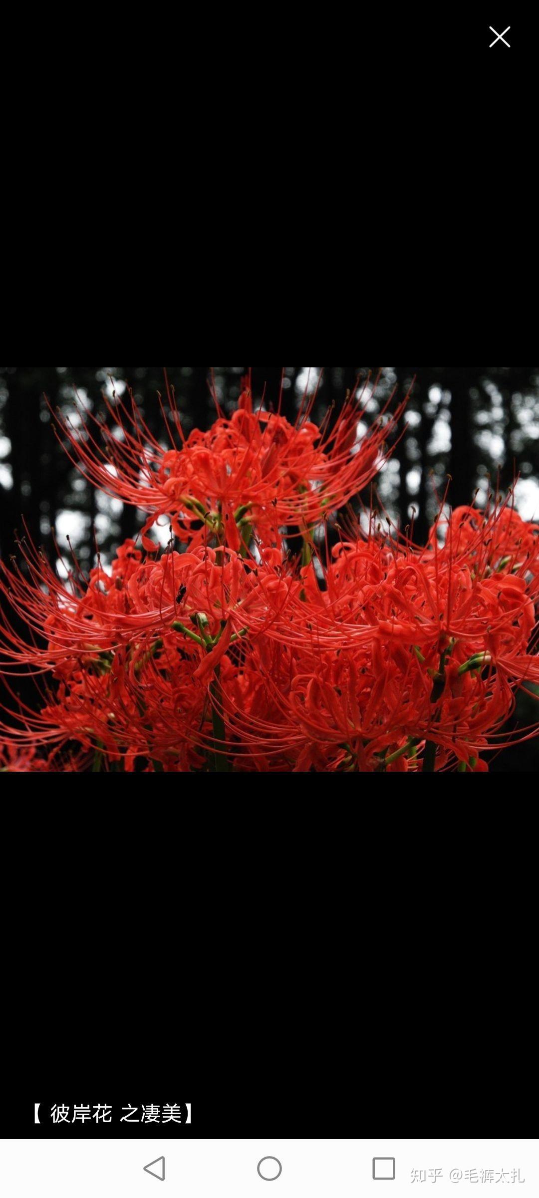 萨日朗和彼岸花是同一种植物吗