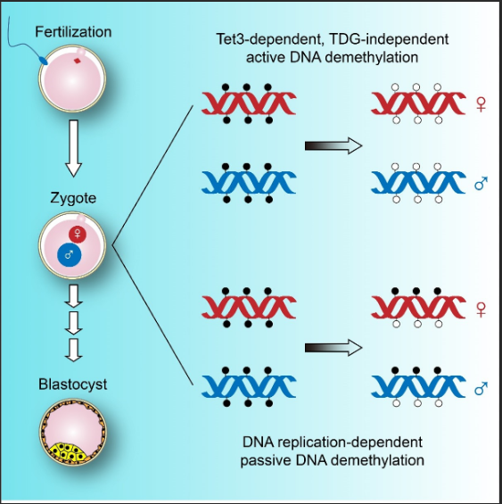 纳米金颗粒修饰dna|线型纳米铂修饰DNA|合成方法 - 知乎