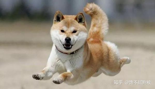 秋田犬怎么了 为什么饲养的人这么少 原因很现实 知乎