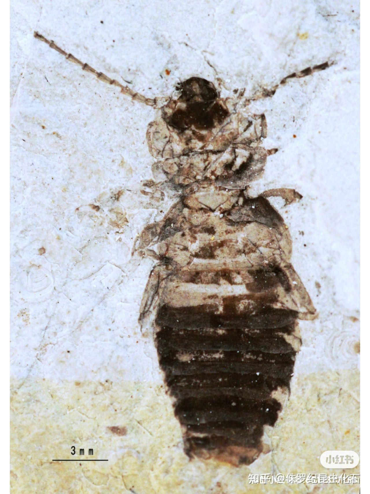 科普知识昆虫化石一之蟑螂目