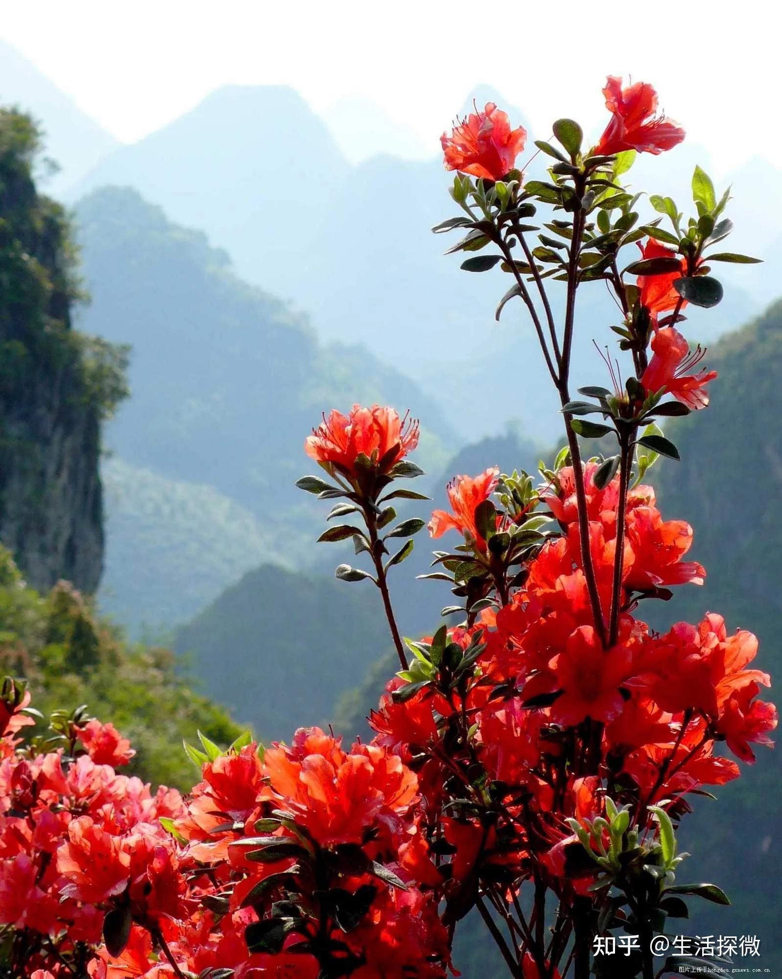 大山最美的景色映山红