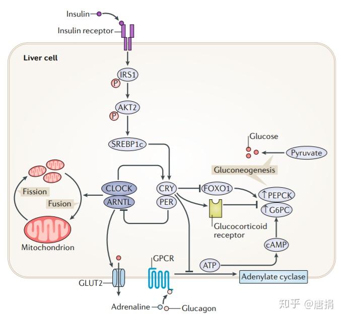 胰岛素抵抗是否可以彻底消除主要是哪些原因形成的