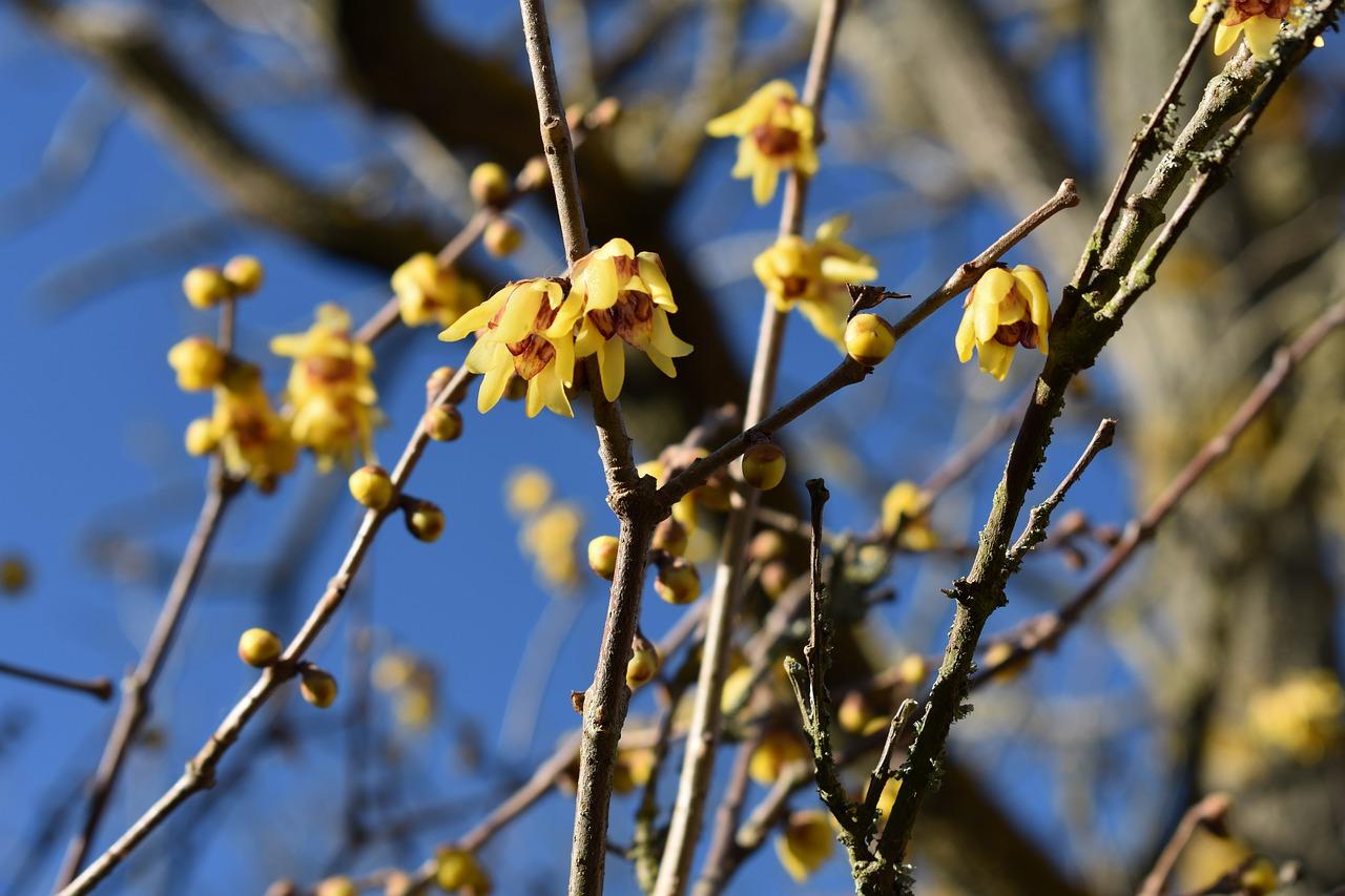 3. 荷花抗寒措施