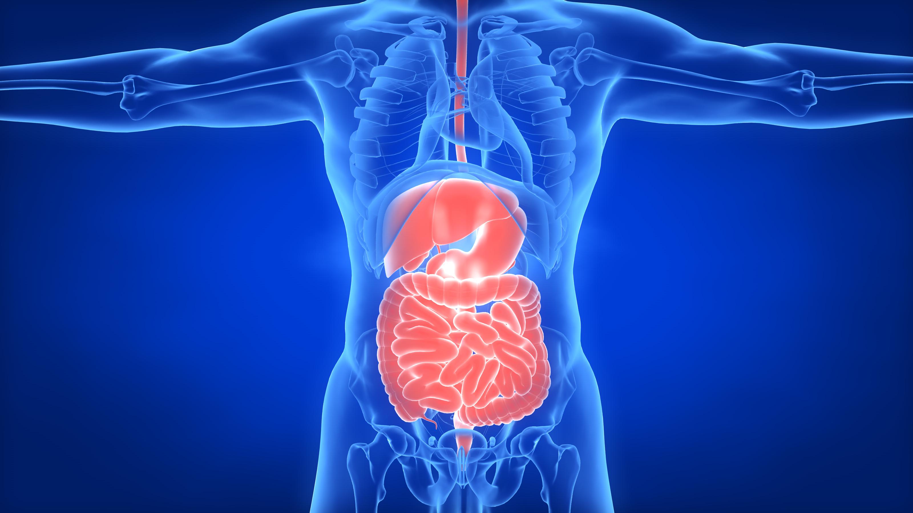 图12-8 肠系膜上动脉(1)-腹部外科临床解剖学-医学