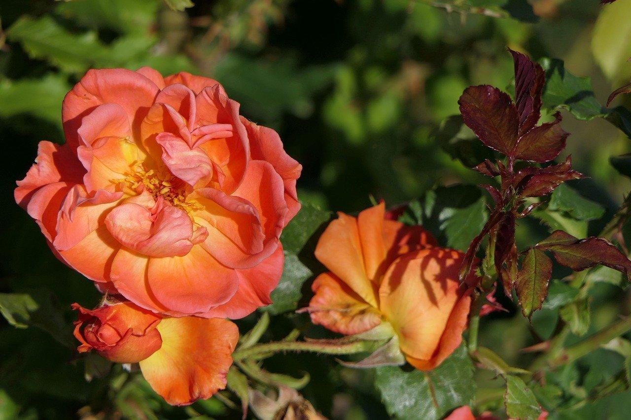 盆栽月季怎么养