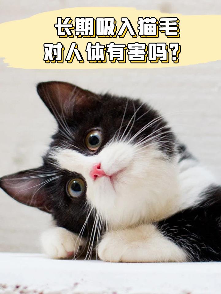 长期吸入猫毛对人体有害吗 知乎