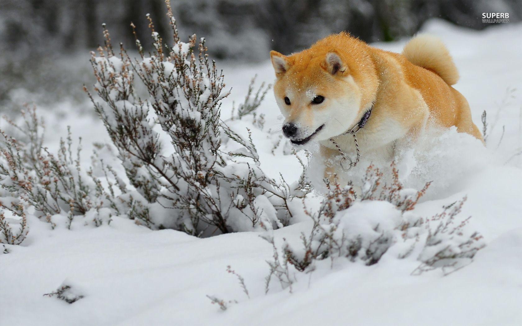 有没有一些柴犬或二哈超可爱的壁纸或头像?