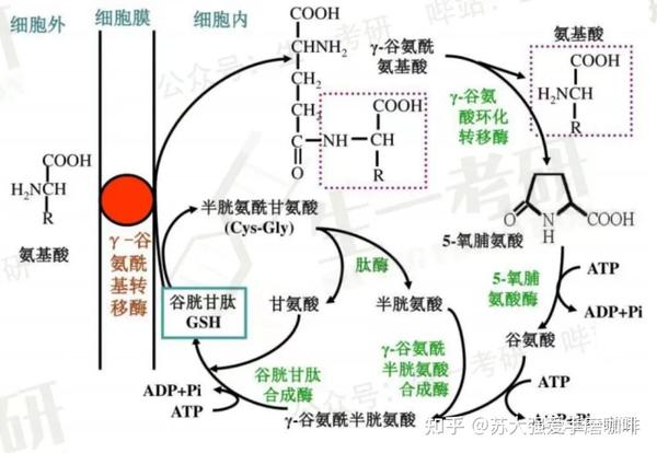 生物化学思维导图-氨基酸与蛋白质代谢 - 知乎