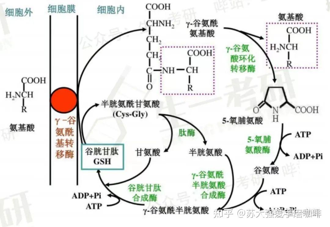 氨基酸的思维导图图片