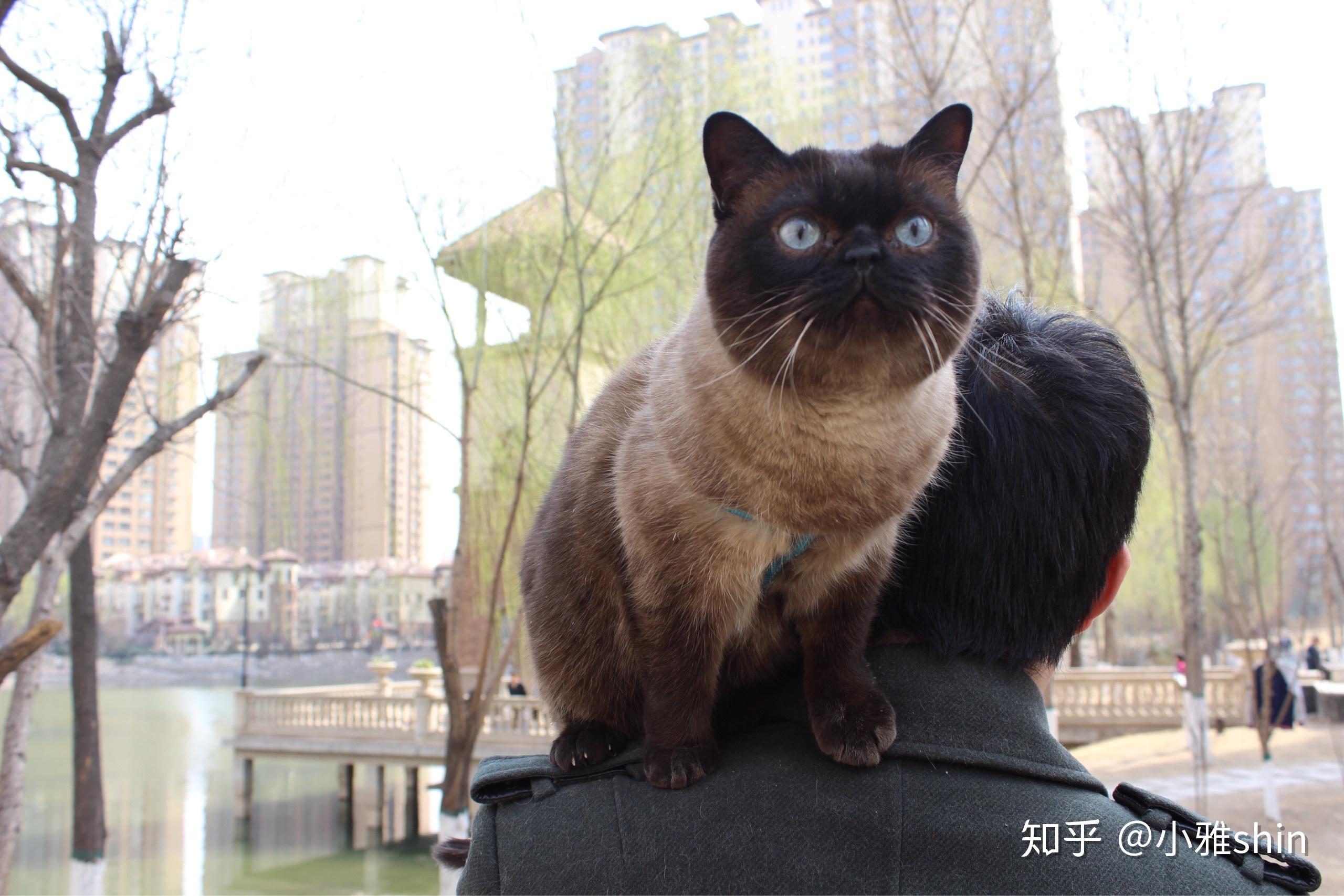 暹罗猫和蓝猫生的猫宝宝什么样? - 知乎