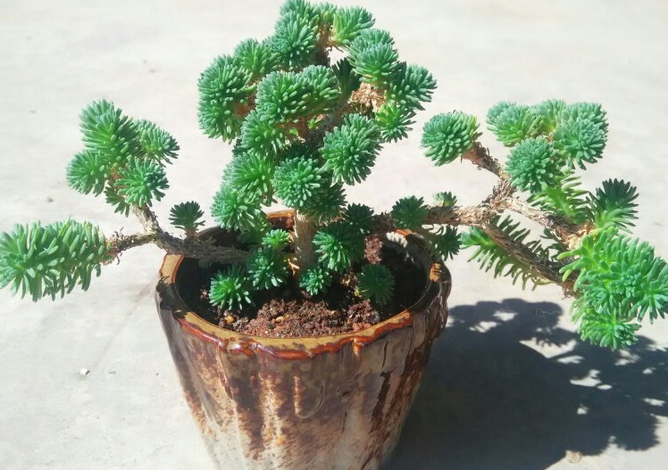球松多肉植物的养护方法 - 知乎