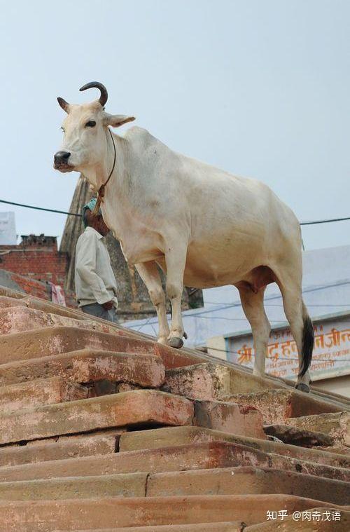 肉奇科普 | 婆罗门牛,传说中的印度神牛