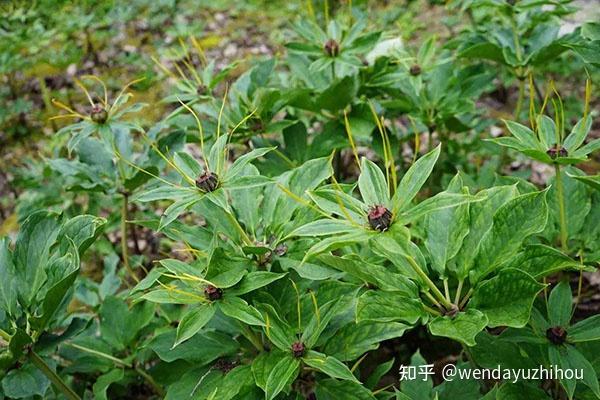 黔承惠农农业重楼种植时间及种植技术有哪些呢？ - 知乎