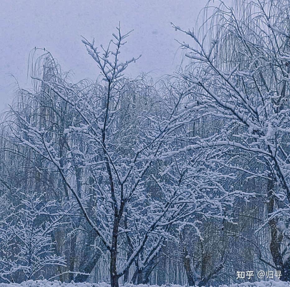 有哪些關於雪景的優美文案值得分享