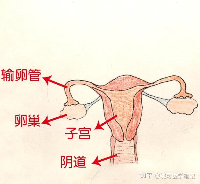 白带是什么图解图片