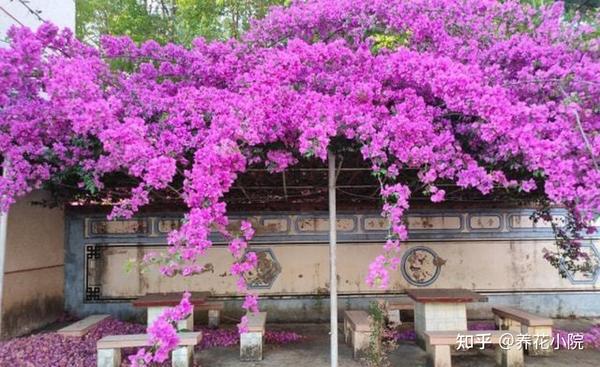 院子里栽上5种“花树”,开花似“瀑布”,漂亮又壮观 - 知乎