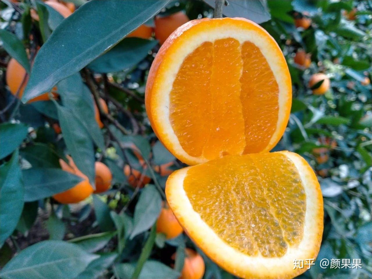 今日学习水果奉节脐橙