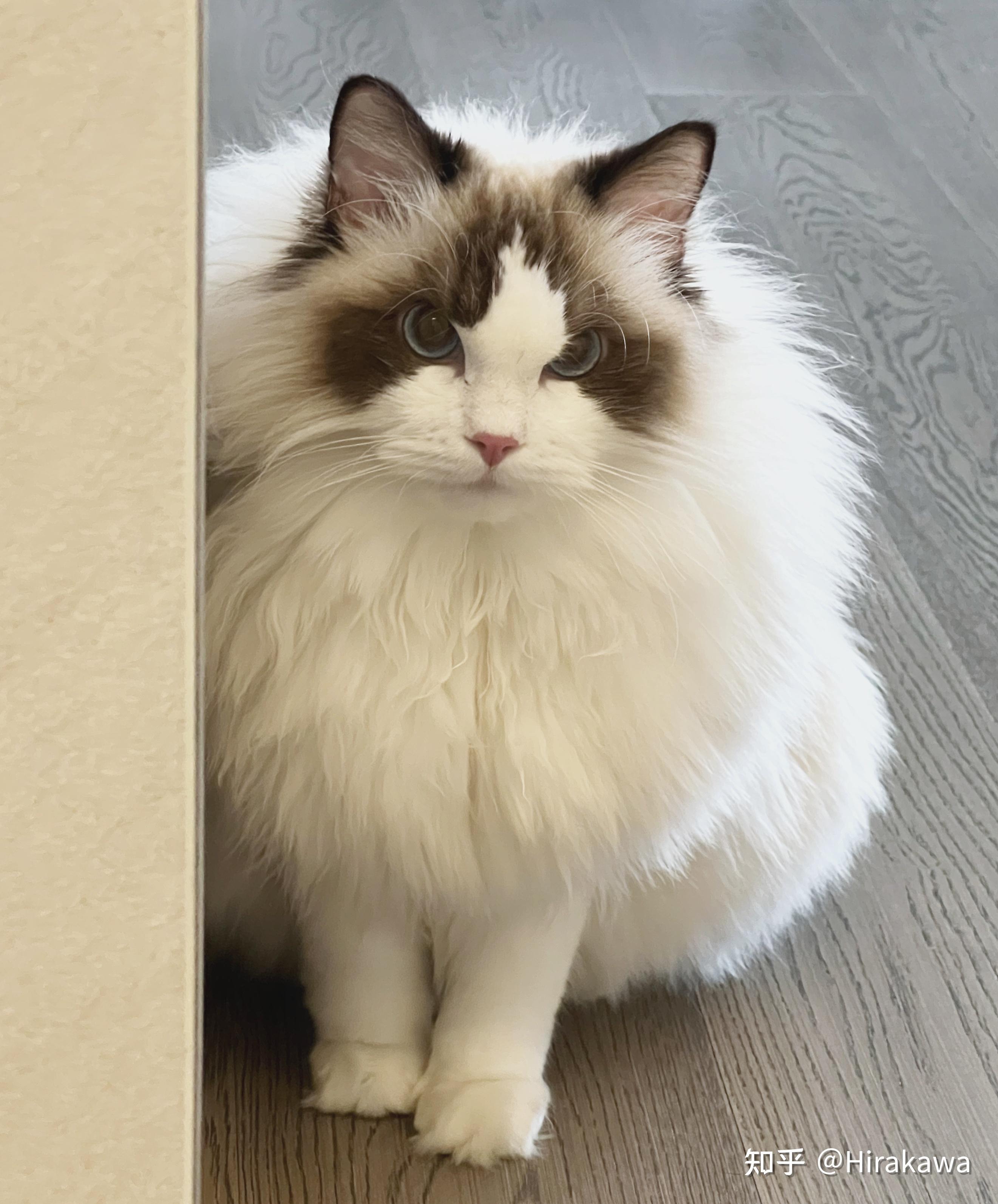 这只3500的布偶猫可以吗