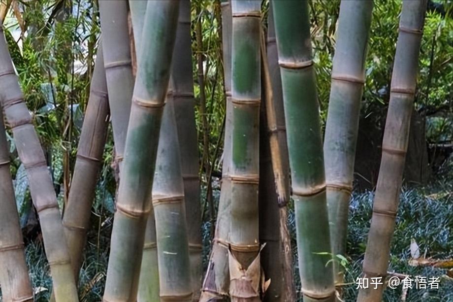 云南美食文化——“竹味”美食 - 知乎