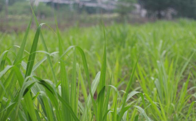 海果农业丨牧草明珠芦甘草