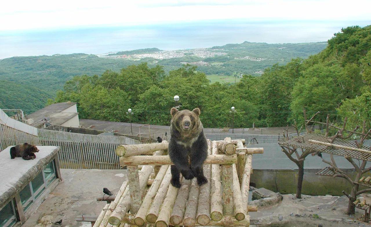1北海道你看到的只是狭隘的登别熊牧场这才是真正的它