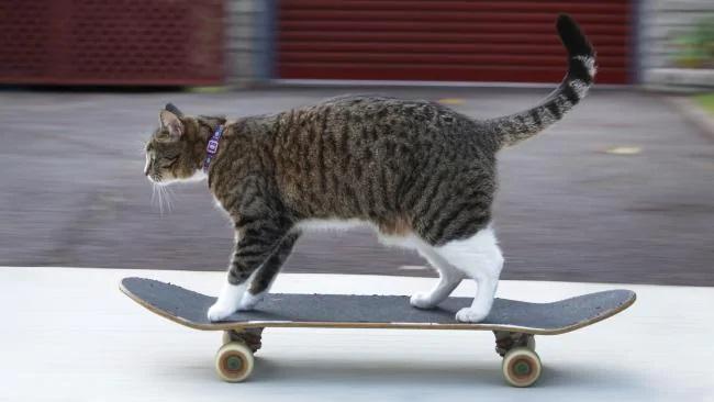 世上最聪明的猫,滑板比王一博还厉害!44万粉跪求滑板教程.