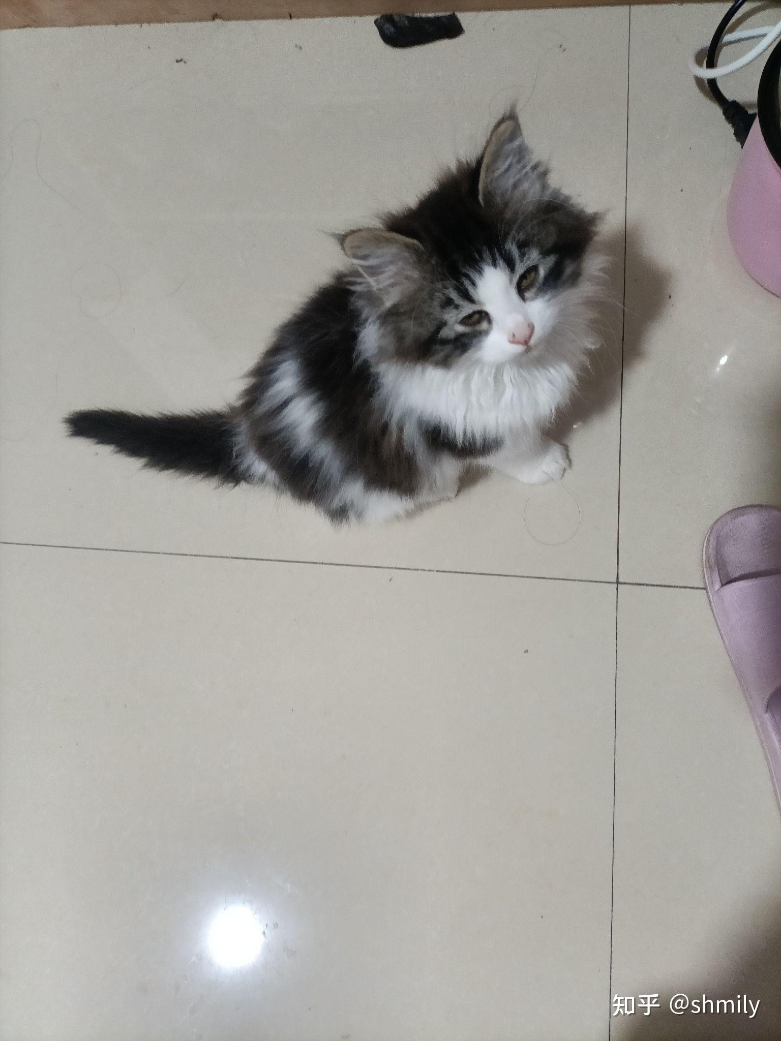 布偶和蓝猫串 小猫会有和布偶一样颜色的吗?