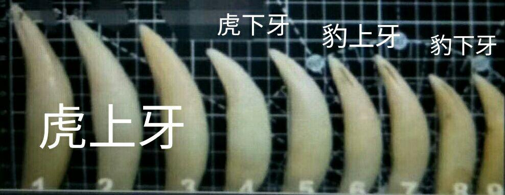 如何区分狼牙和狗牙与其他兽牙 - 知乎