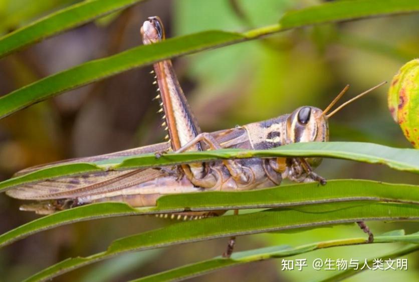 飞蝗芜湖图片