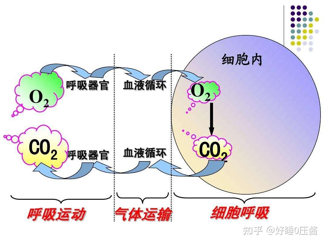 478呼吸睡眠法真的有用吗? - 知乎
