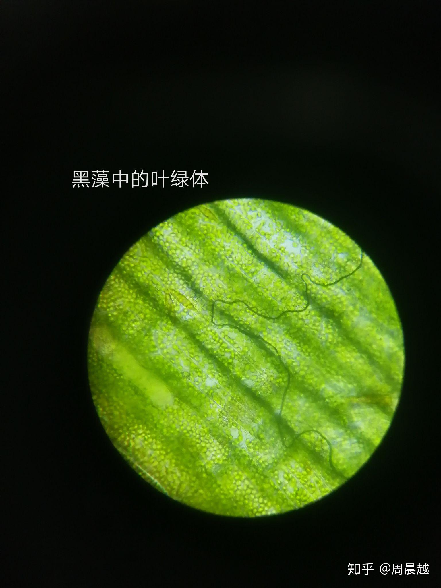 显微镜可以怎么玩