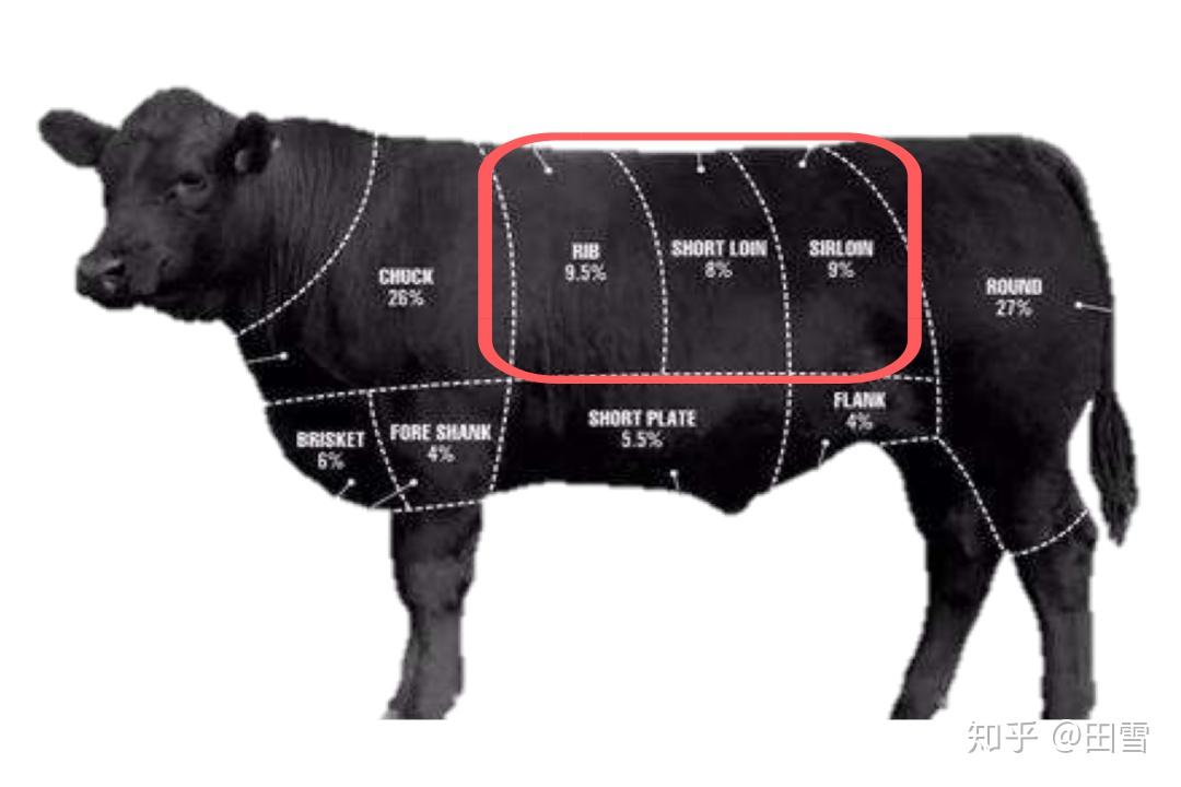 第一部分:肩胛部位肩胛部位以上脑,板腱,嫩肩和保乐肩,这四个产品为主