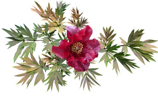 渠县月季苑怎么样